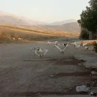 غاز محلی تخم گذار|حیوانات مزرعه|مشگین شهر, |دیوار