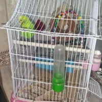 مرغ عشق جفت|پرنده|پاکدشت, پاکدشت (مامازند)|دیوار