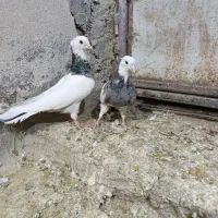 طوقی کاکلی|پرنده|همدان, |دیوار