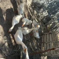 غازهای سالم و سرحال|حیوانات مزرعه|ارومیه, |دیوار