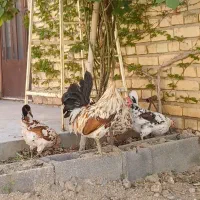 خروس/گلین/لری/فرزانه/اردبیل|حیوانات مزرعه|اصفهان, شهرستان|دیوار