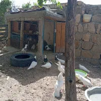 تعدادی کبوتر خوشگل