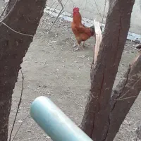 فروش مرغ محلی.وخروس بزرگ جنس خوب محلی