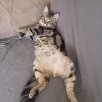 گربه مین کوون|گربه|آزادشهر, |دیوار