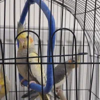 عروس هلندی|پرنده|قائمشهر, |دیوار