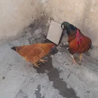 خروس و مرغ|حیوانات مزرعه|بهارستان, |دیوار