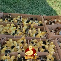 ارزان شدمرکز پخش جوجه اردک آرشیدا آستانه اشرفیه