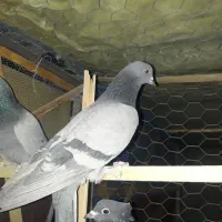 کبوتر تیرونی