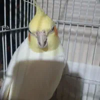 عروس هلندی سخن گو قیمت یک نیم میلیون