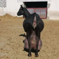 بز پر شیر|حیوانات مزرعه|اردکان, |دیوار