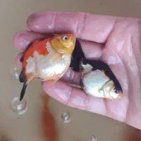 گلد فیش سایز|ماهی|ارومیه, |دیوار