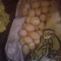 تخم مرغ گلین لری