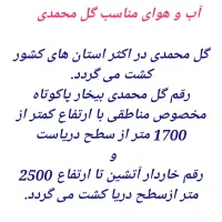 فروش نهال گل محمدی اصلاح شده بدون خار|خدمات باغبانی و درختکاری|نیشابور, مبارکه|دیوار