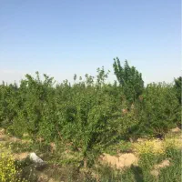۳۰۰ متر زمین سند تک برگ  باغچه ایی احمدآباد مستوفی|فروش دفتر صنعتی، کشاورزی، تجاری|تهران, تهرانسر شرقی|دیوار