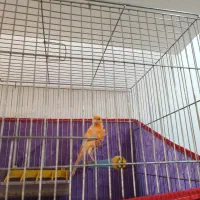 3تا قناری قرمز .فاکتور. یسر .