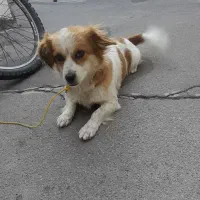 سگ پاکوتاه|سگ|بستان آباد, |دیوار