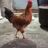 خروس جوان