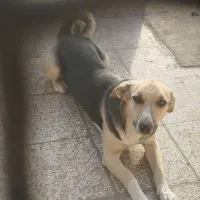 سگ دوبرمن ماده و پا کوتاه|سگ|مشهد, کوشش|دیوار