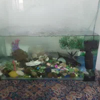 اکواریوم سالم به همراه یک ماهی پنگوسی