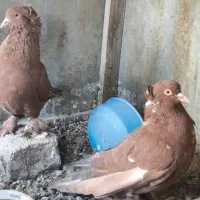پاپرسرخ یا راعبی