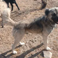 سگ گله ای دو عدد