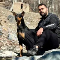 دوبرمن نر نسل کشی|سگ|مشهد, کارمندان دوم|دیوار