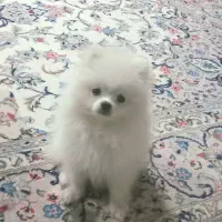 پامر خرسی عروسکی دو ماهه