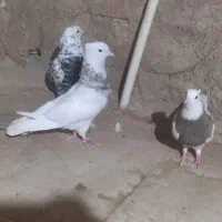 رنگی معاوضه|پرنده|مسجد سلیمان, |دیوار