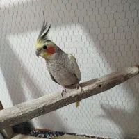 عروس هلندی|پرنده|مزرعه کتول, |دیوار