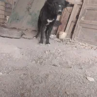 لاس قدرجونی|سگ|داران, |دیوار