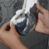 کبوتر نروماده تیکه پاره عتیقه