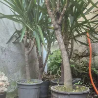 یوکا و سیکاس