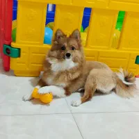 پانسیون نگهداری و آموزشی سگ