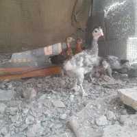 مرغ و جوجه