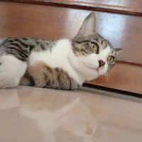 حیوانات خانگی