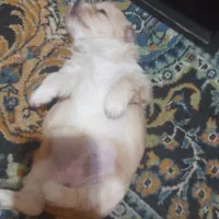 فروش سگ شیتزو|سگ|شهرکرد, |دیوار