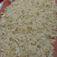 برنج کامفیروزی اصل|خوردنی و آشامیدنی|شیراز, شهرک فرزانگان|دیوار