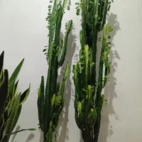 گل طبیعی باگلدان|گل و گیاه طبیعی|خوی, |دیوار