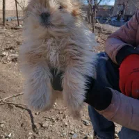 نژاد شیتسو تریر