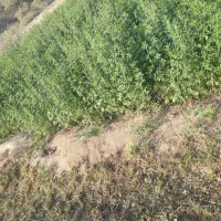 بذریونجه محلی