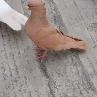 کبوتر یک رنگ