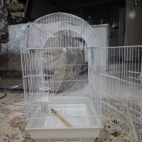 قفس طوطی