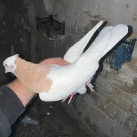 دوکت سرخ نر طوقی ماده|پرنده|قزوین, |دیوار