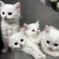 بچه گربه پرشین میکس