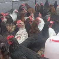 جوجه خروس محلی کشتار رسید ارسال رایگان