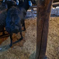 بره نر|حیوانات مزرعه|ماهنشان, |دیوار