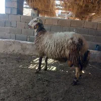 هموقوچ پلنگی