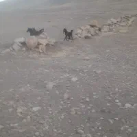 کره نر ۶ماهه پر خون و درشت
