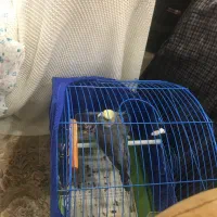 عروس هلندی نر + ماده دستی بهنراه قفس