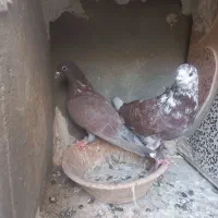 کفتر|پرنده|صفادشت, |دیوار